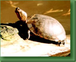 tortuga tortuga