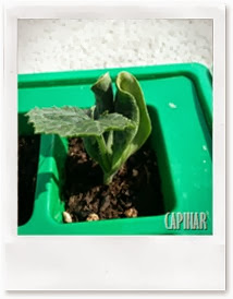 Sementeira de courgettes