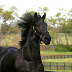 friesian1-1024_repaired.jpg