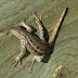 Western.fence.lizard.dscn0950