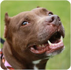Lincoln hopes his newfound fame will also help his special buddy Precious (Lil' P) find a loving family to foster of adopt her. She is also available through Rescue-a-Bull.org. Lincoln hopes his newfound fame will also help his special buddy Precious (Lil' P) find a loving family to foster of adopt her. She is also available through Rescue-a-Bull.org.
