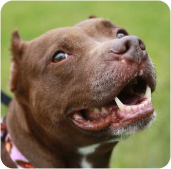 Lincoln hopes his newfound fame will also help his special buddy Precious (Lil' P) find a loving family to foster of adopt her. She is also available through Rescue-a-Bull.org. Lincoln hopes his newfound fame will also help his special buddy Precious (Lil' P) find a loving family to foster of adopt her. She is also available through Rescue-a-Bull.org.