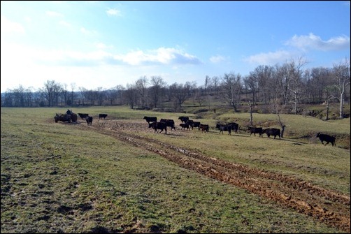 headed towards silage headed towards silage