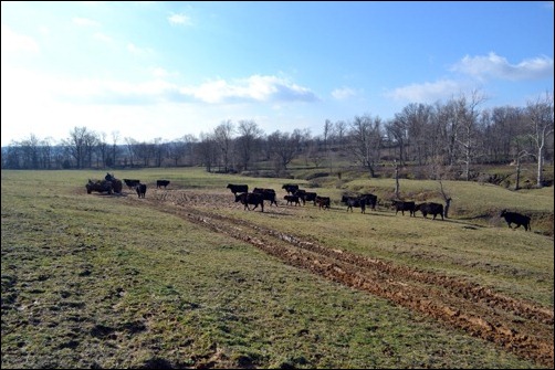 headed towards silage