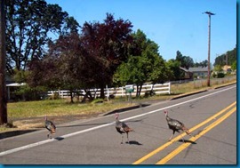 oregon turkey crossing