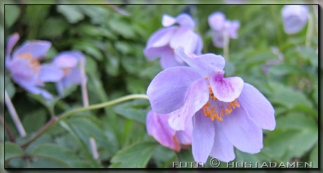 anemone anemone