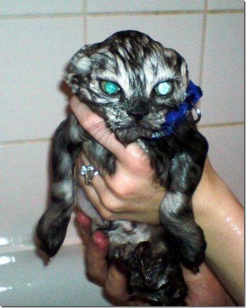 very_wet_very_mad_cat very_wet_very_mad_cat