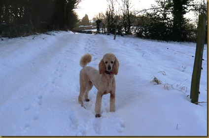 snow again9d