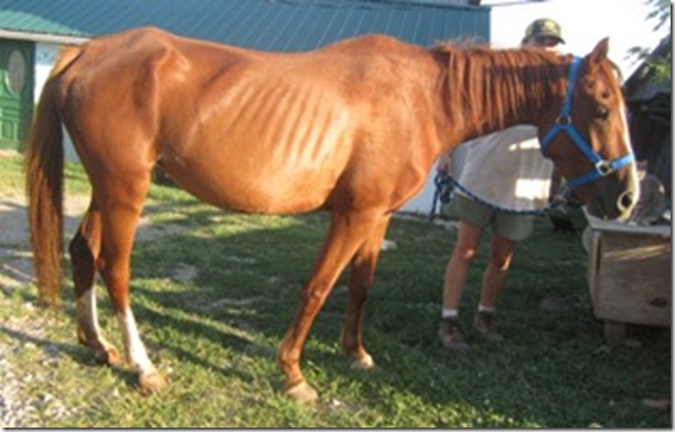 Horse 2 Mare (1)