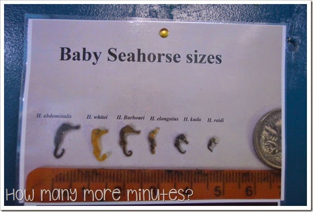 How Many More Minutes? ~ Seahorse World at Beauty Point, Tasmania
