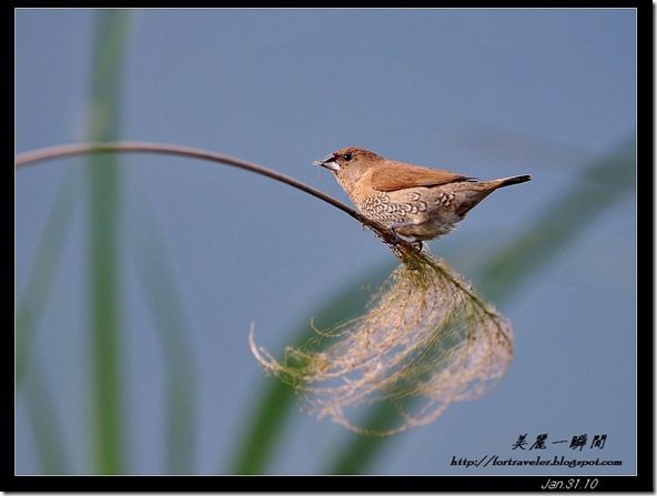 斑文鳥(2010-01-31礁溪)9099 斑文鳥(2010-01-31礁溪)9099