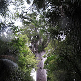 Opononi_Trouson_Kauri_Park Opononi_Trouson_Kauri_Park