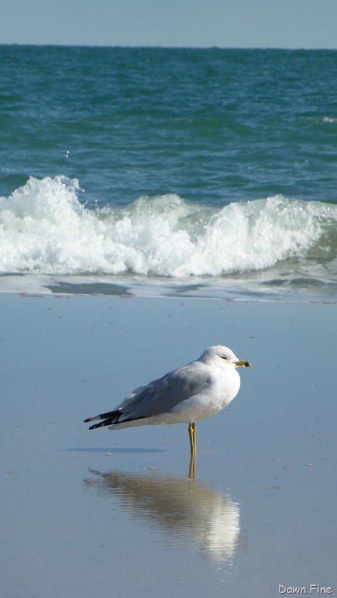 [North-Beach_0233.jpg]