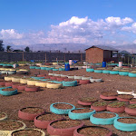 Haiti-Urban Agriculture- Jaden Tap Tap- 12/2011 Haiti-Urban Agriculture- Jaden Tap Tap- 12/2011