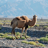 Tianshan - 1er chameau