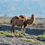 Tianshan - 1er chameau