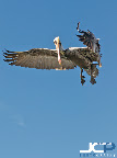 I photographed these brown pelicans at The Pier as they prepared to dive into Tampa Bay for small, silvery fish. Read the photo story for how I made these images and to inquire about fine art print purchase: http://jasoncollinphotography.com/blog/2012/1/23/brown-pelican-bird-in-flight-st-petersburg-florida-fine-art.html