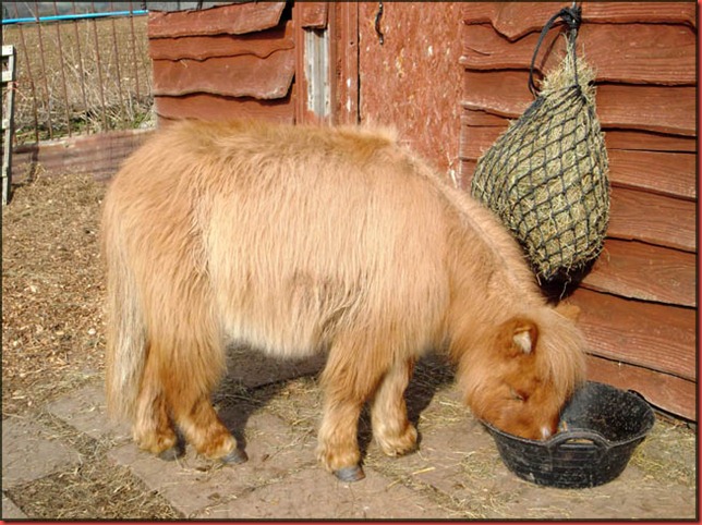 Little pony feeding