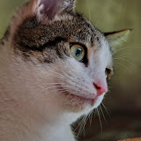 gatti