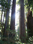 california_sequoia