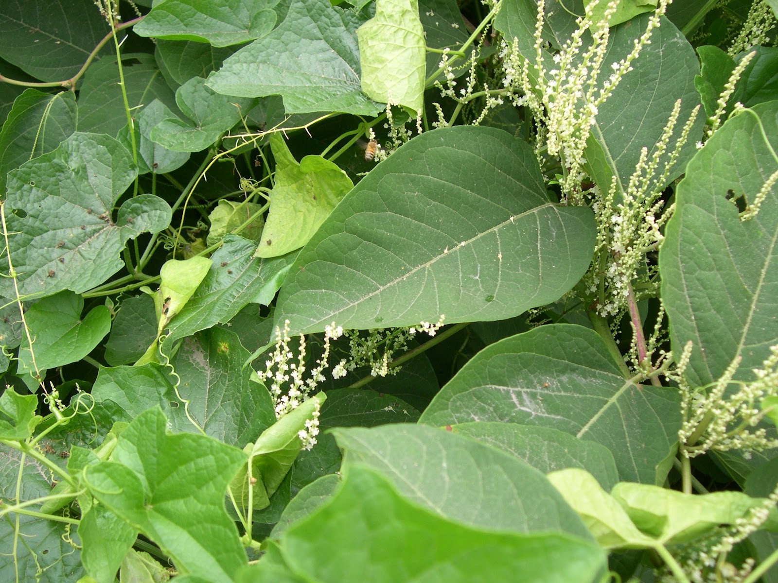 [Bee%2520visiting%2520knotweed%255B3%255D.jpg]