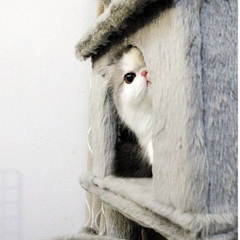 [hope-cat-instagram-7%255B2%255D.jpg]