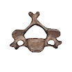 vertebrae_C4_female.jpg