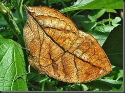 bfly_deadleaf01 bfly_deadleaf01