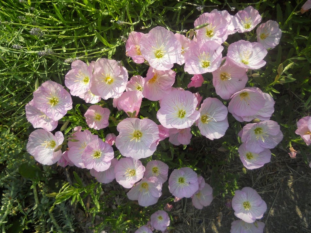 [Evening%2520Primrose%255B3%255D.jpg]