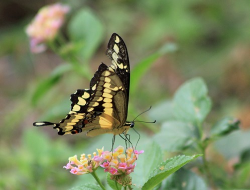 NBC Swallowtail 20132 NBC Swallowtail 20132