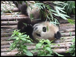 China, Chengdu, Panda, July 2012 (4)