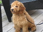 Charlie (2).JPG