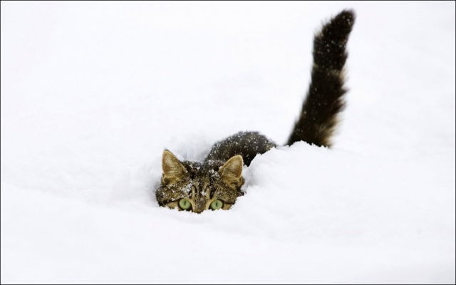 [cats-play-snow-28%255B2%255D.jpg]