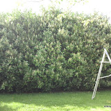 LawnsHedgesAndTopiary LawnsHedgesAndTopiary