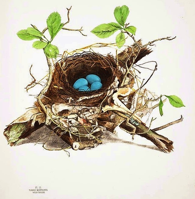 [Animal-Bird-Birds-nest-2%255B5%255D.jpg]