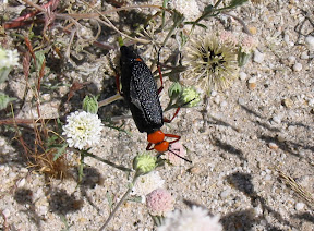 Colorful bug
