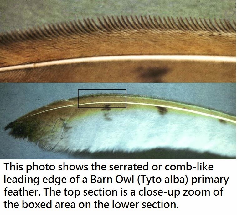 [articles-OwlPhysiology-Feathers-22.jpg]