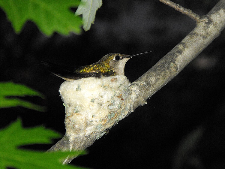 [humminbird%255B5%255D.jpg]