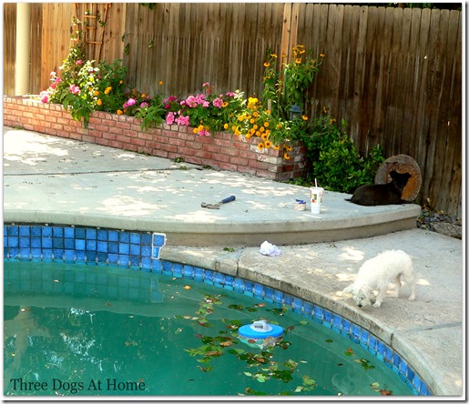 pool debre1