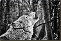 The Call of the Wild The Call of the Wild