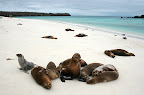 Isla Española - León Marino