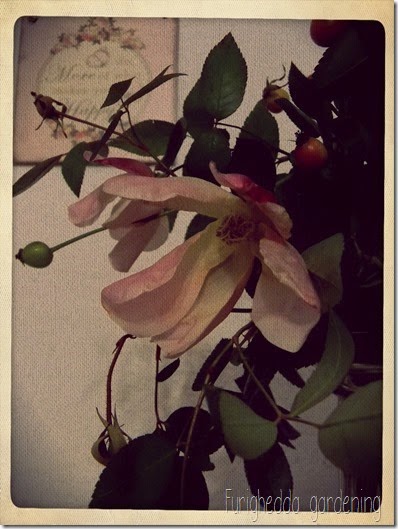Mutabilis 7 Mutabilis 7