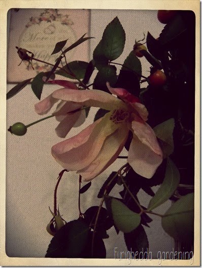 Mutabilis 7