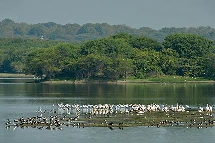 [thol-lake-bird-sanctuary%255B2%255D.jpg]