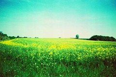 Summer-Fields-9---XPRO