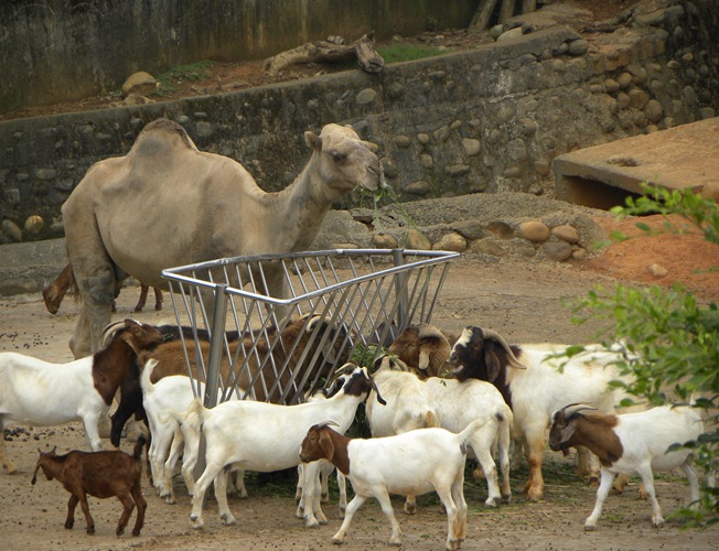 143單峰駱駝.非洲山羊