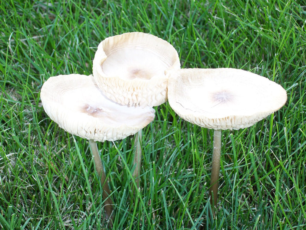 [Mushroom%2520Cups%25205%255B3%255D.jpg]