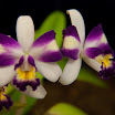 20090419 - Ann Arbor Orchid Festival 086.jpg