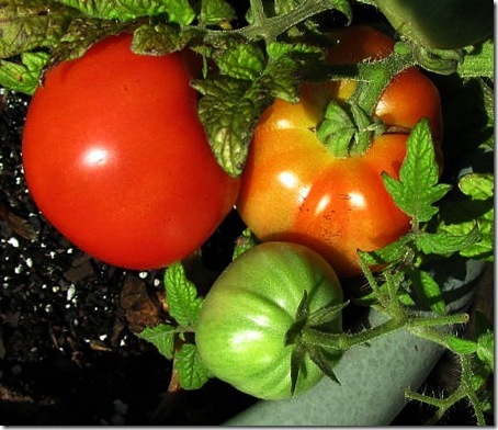 [IMG_2769a_thumb%255B8%255D%255B2%255D.jpg]