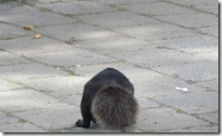 Black squirrel at Niagara